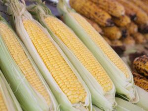 Mazorcas de maíz fresco como base de la seguridad alimentaria y la producción agrícola local.